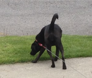 T_Hindquarters