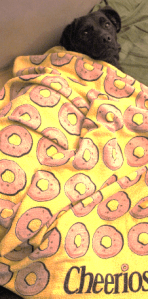 Miss Tibbit waking from a rejuvenating post-baccalaureate nap.