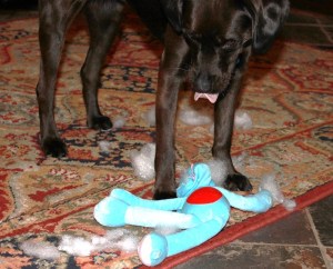 Miss Tibbit savours the delicious lovey Hippo belly contents.