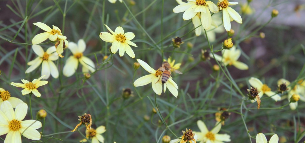3a