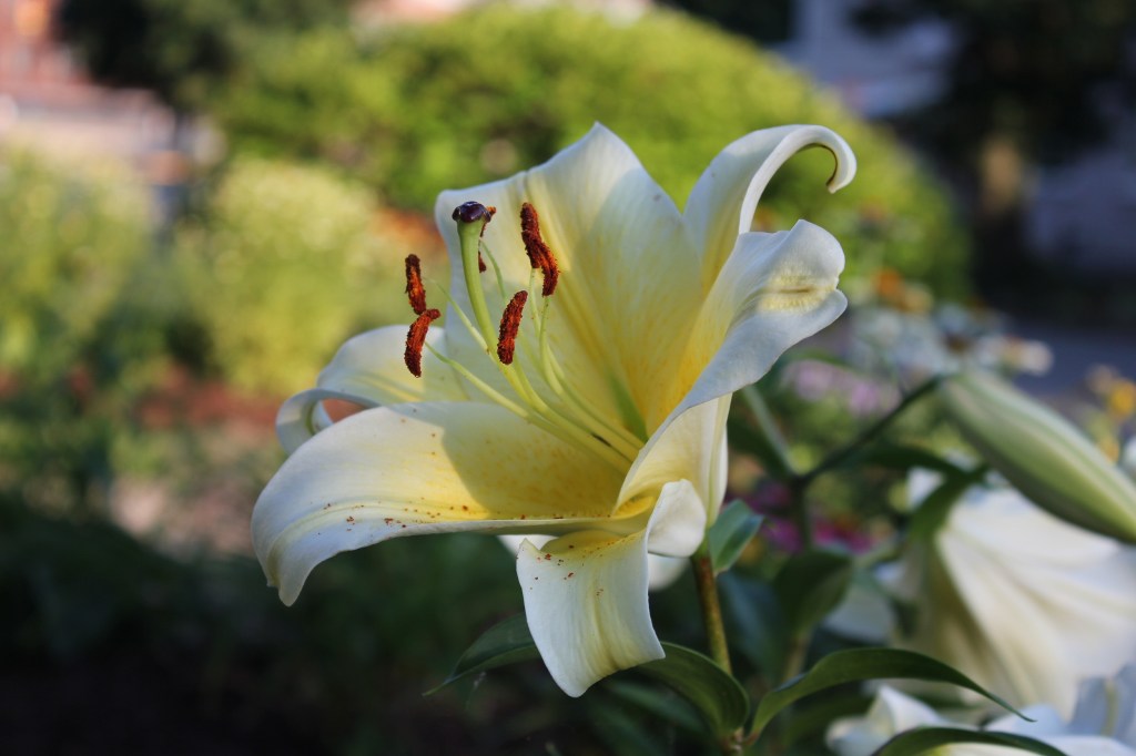Lily