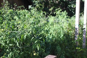The healthy tomato garden.
