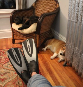 FeetandDogs
