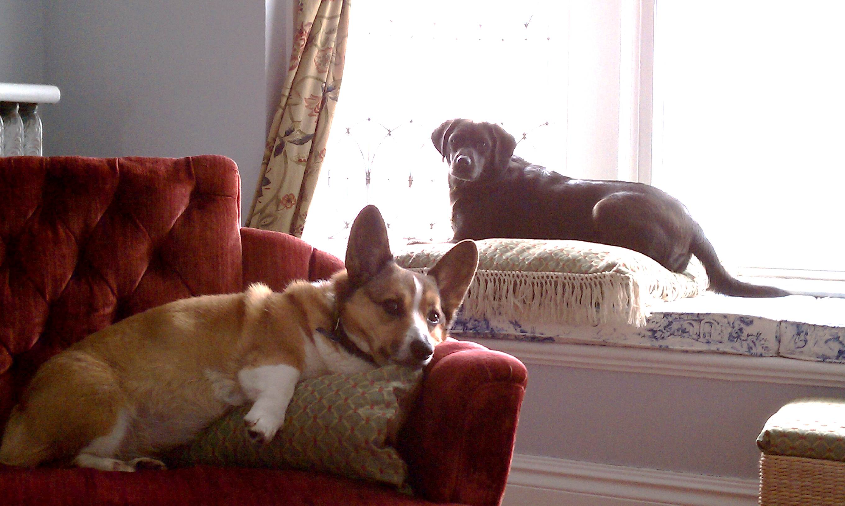 Dogs