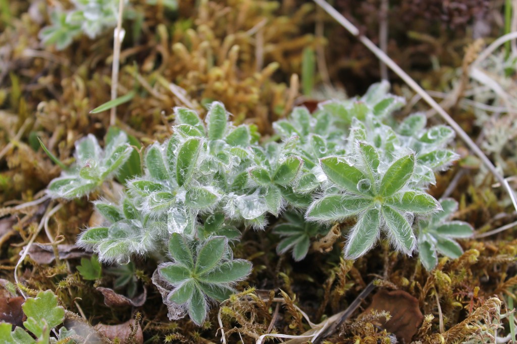 Tiny, higher elevation young delphinium.