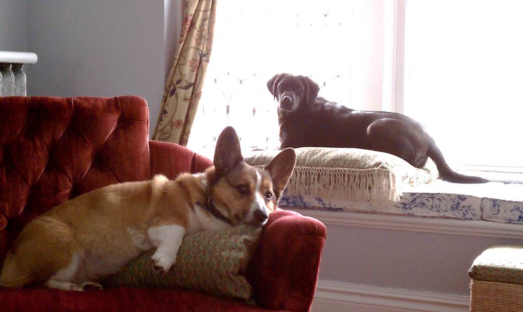 Dogs
