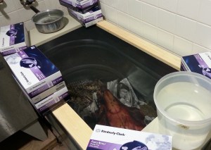 Dermestid territory, let the feast begin!