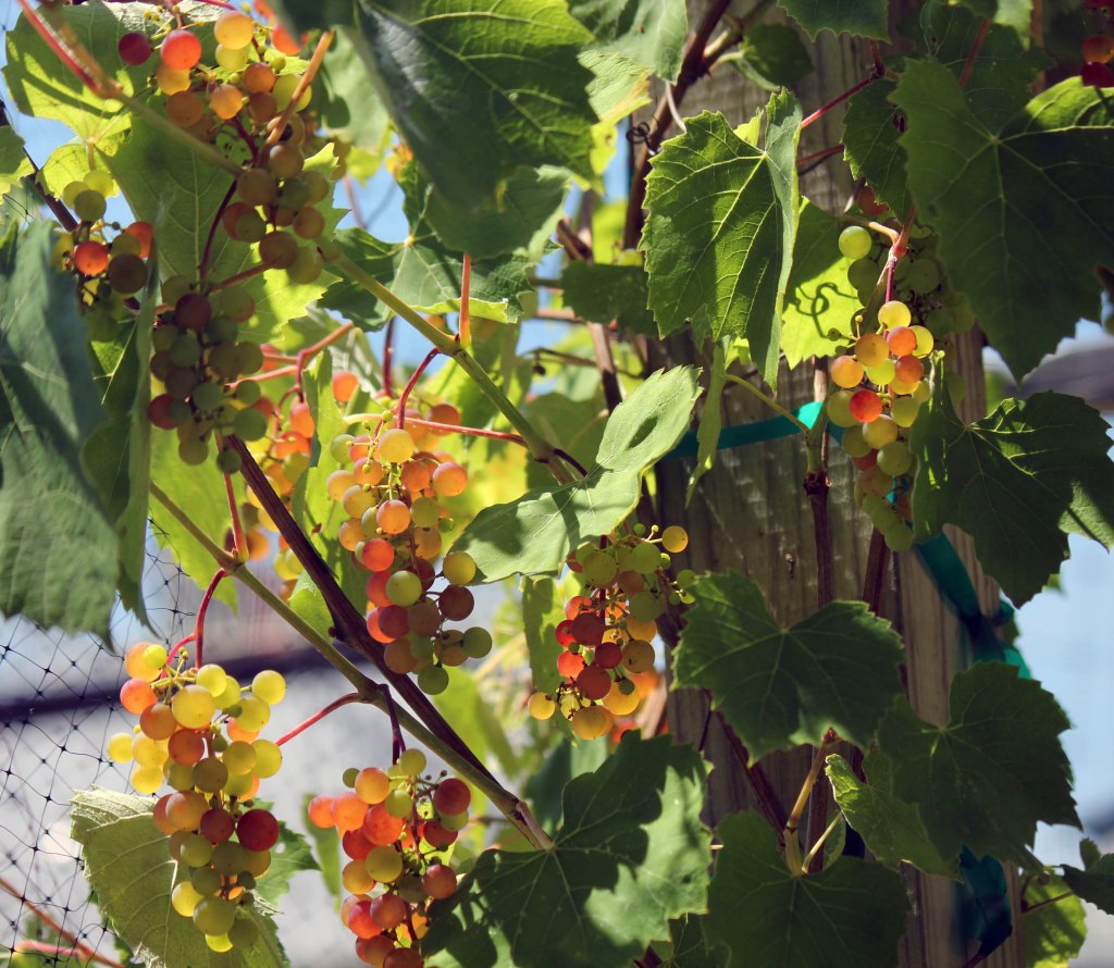 Grape1