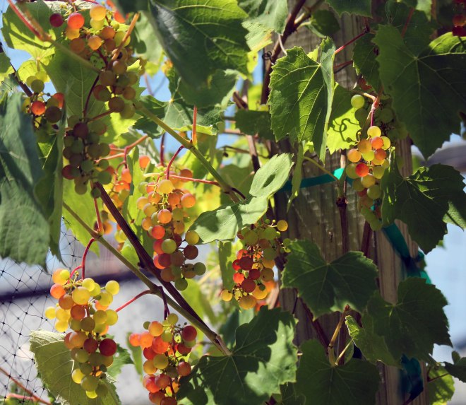 Grape1