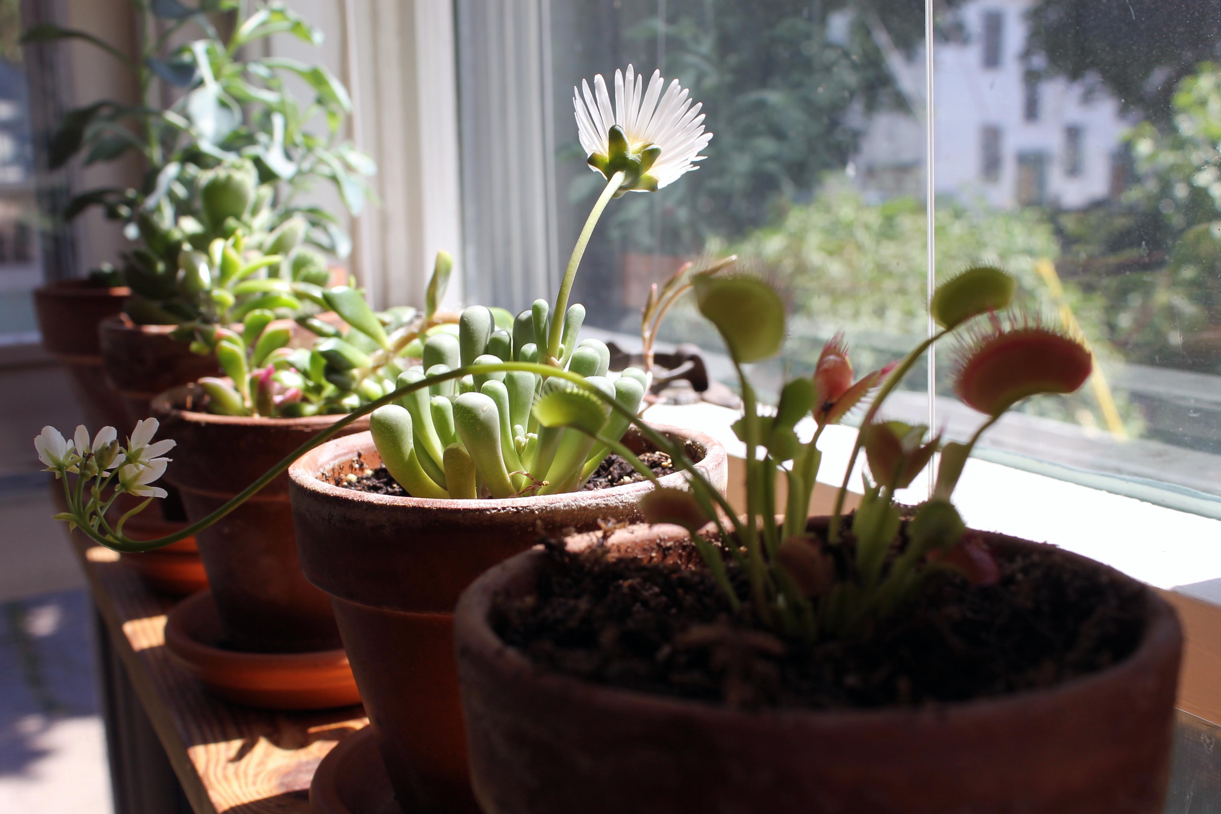 Plants