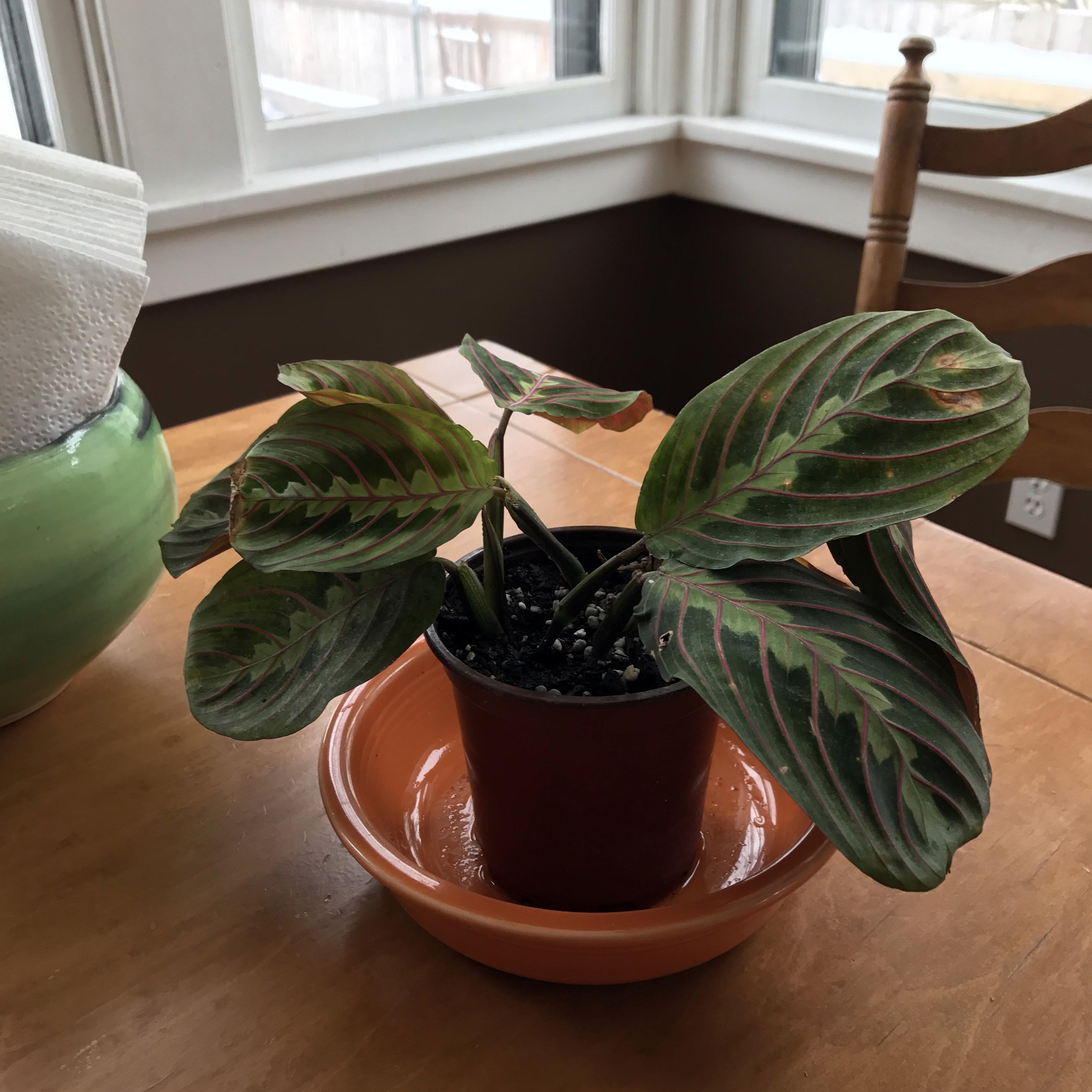 Maranta 2017