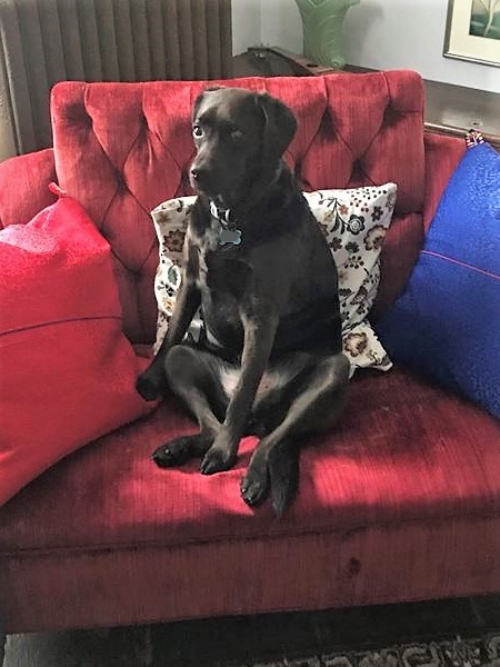 InkedTibbit in the pulpit