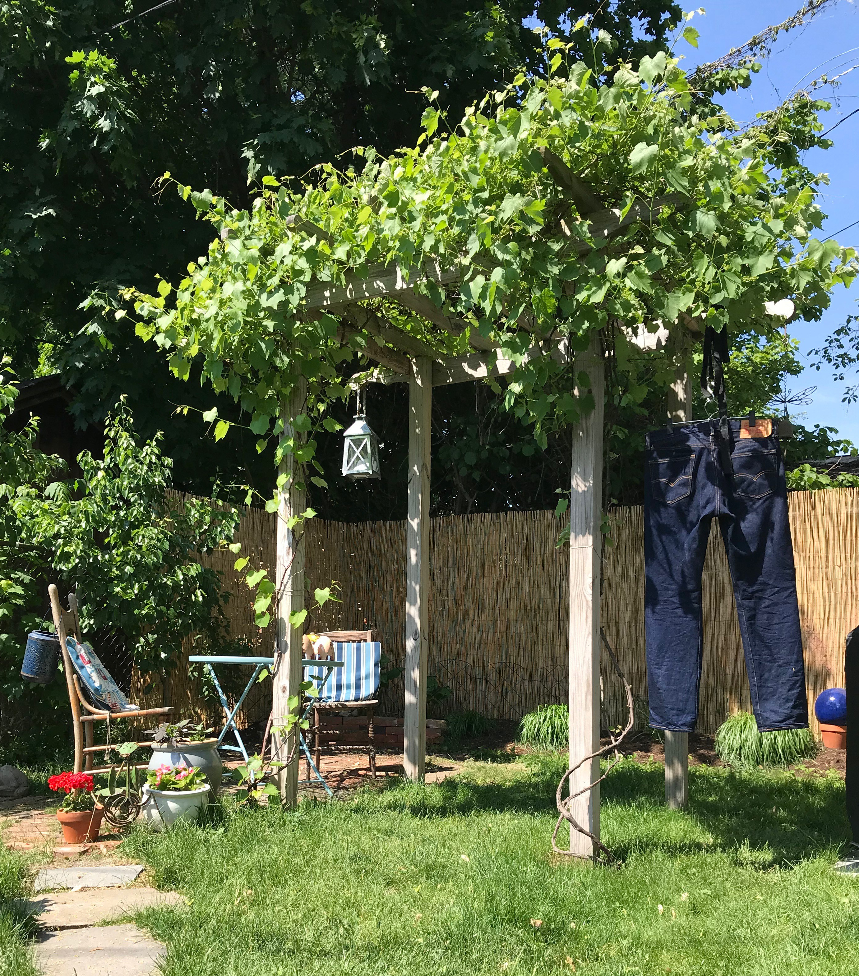 raw denim levi's hanging in the sun