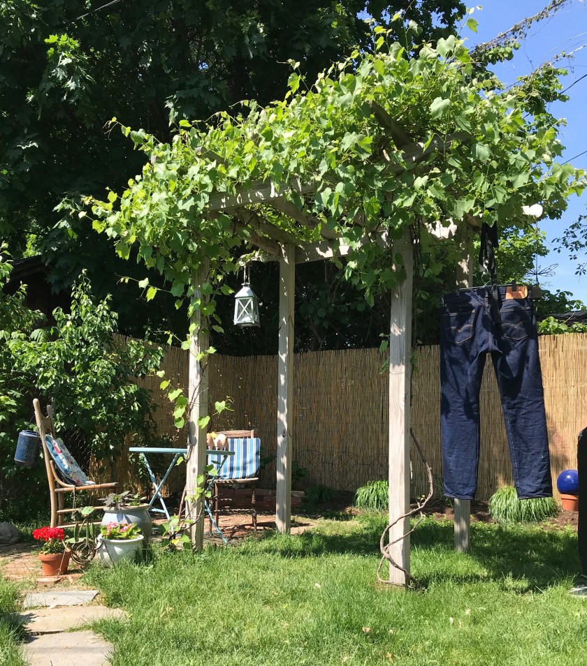 raw denim levi's hanging in the sun